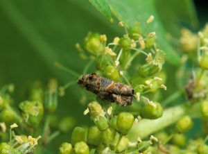 <i><b> Lobesia botrana </i></b> adulto en inflorescencia de vid