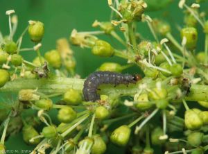 Larva de <i><b> Lobesia botrana </i></b> en inflorescencia de vid.