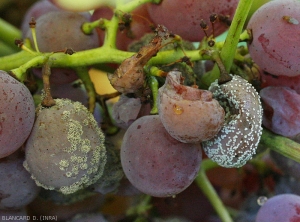 Detalle de bayas colonizadas por <i> Botrytis cinerea </i> (izquierda) o por <i> <b> Penicillium expansum </b> </i> (derecha).