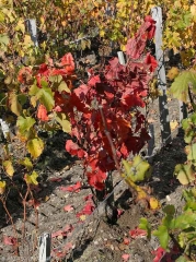 En las variedades de uva negra, las hojas de las vides afectadas por <b> <i> Armillaria mellea </i> </b> adquieren un color rojo.  (raíz podrida)