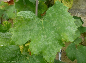 El micelio <i> <b> Erysiphe necator </b> </i> ahora cubre toda la lámina de esta hoja, que se vuelve más bien polvorienta y blanca.