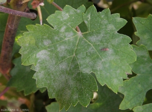 Varias manchas grandes, polvorientas y blanquecinas cubren parcialmente el limbo de esta hoja de higuera.  <i> <b> Erysiphe necator </b> </i>