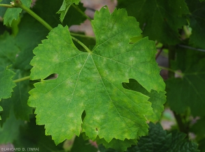 Las lesiones cloróticas, a veces discretamente polvorientas, son visibles en esta hoja de parra.  <i> <b> Erysiphe necator </b> </i> 