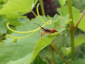 Rhynocoris-iracundus