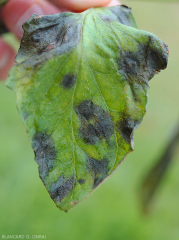 Detalle de las manchas mojadas y negruzcas presentes en la superficie superior de un foliolo de tomate. <b> <i> Didymella lycopercisi </i> </b> (<i> Didymella </i>, <i> Didymella </i> mancha foliar)