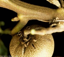 Eje curtido superficialmente.  <b> <i> Aculops lycopersici </i> </b> (ácaro bronceado, ácaro rojo del tomate)