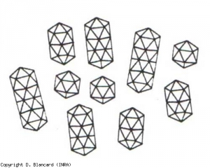 Los viriones varían en forma.  Los más pequeños son isométricos, con un diámetro de 18 nm, los demás son baciliformes;  sus longitudes variables son 29, 38, 49 y 58 nm.  <b> Virus del mosaico de Alfafa </b> (<i> Virus del mosaico de Alfafa </i>, AMV)