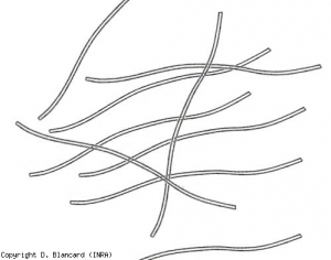 Viriones flexibles de 15 nm de diámetro y aproximadamente 750 nm de largo (tipo potyvirus).  <b> Virus Y de la patata </b> (<i> Virus Y de la patata </i>, PVY)