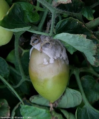 botrytis_tomate_DB_246