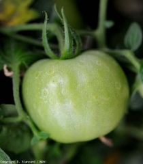 Anillos blancos bien marcados con una pequeña puntada marrón en el centro.  <b> <i> Botrytis cinerea </i> </b> (moho gris)