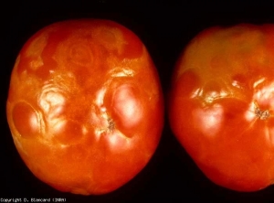 Anillos y arabescos blanquecinos a amarillos en una fruta (aspecto ampollado). <b> (<i>Cucumber mosaic virus</i>, CMV)</b>