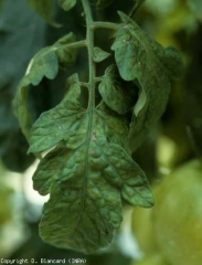 Manchas marrones difusas, necrosis (comienzo del ataque). <b> (<i>Potato virus Y</i>, PVY). </b>Cepa necrógena.