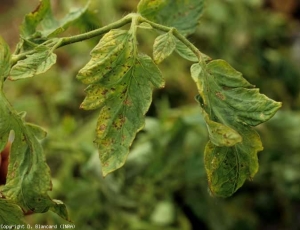 Necrosis parda difusa que cubre todos los folíolos, acompañada de coloración amarillenta.<b> (<i>Potato virus Y</i>, PVY). </b>Cepa necrógena.