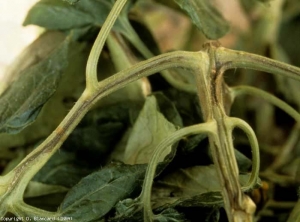 Pardeamiento longitudinal en el raquis de una hoja.  <i> <b> Pseudomonas corrugata </b> </i> (médula negra, necrosis de la médula del tomate)