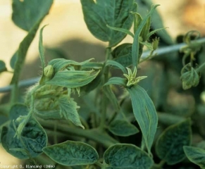 Sépalos enormes, pequeños pétalos verdes.  <b> <i> Candidatus </i> Phytoplasma solani </b> (stolbur)