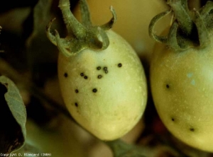 Varios pequeños puntos negros, comparables a los excrementos de las moscas, salpican estos jóvenes tomates verdes.  <b> <i> Pseudomonas syringae </i> pv.  <i> tomate </i> </b> (mota, mancha bacteriana)