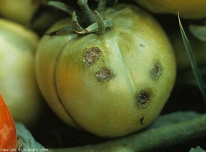 Cuatro manchas pustulosas y corchosas, aceitosas en la periferia, son claramente visibles en esta fruta todavía verde.  <b> <i> Xanthomonas </i> sp. </b> (costra bacteriana, mancha bacteriana)