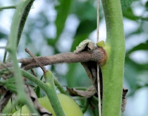 botrytis_tomate_DB_454