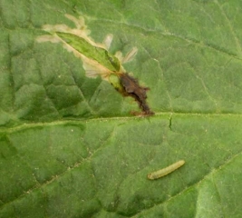 Daño de una larva de <b> <i> Tuta absoluta </i> </b> en el prospecto.