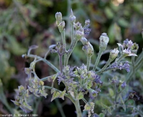 En esta planta, los tejidos afectados son particularmente morados (coloración antocianina);  tanto en los folletos como en las pocas flores atrofiadas.  <b> <i> Candidatus </i> Phytoplasma solani </b> (stolbur)