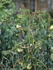 Esta planta afectada por <b> <i> Candidatus </i> Phytoplasma solani </b> muestra un ápice y un hábito muy particular.  (stolbur)