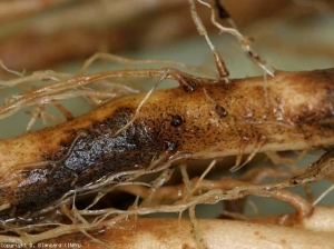 En las zonas radiculares más afectadas, los tejidos de la corteza son bastante marrones, bastante húmedos y se descomponen gradualmente.  Ahora podemos distinguir claramente la microesclerocia de <b> <i> Colletotrichum coccodes </i> </b> (puntos negros).