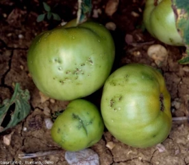 Varios hoyos blanquecinos a necróticos, a veces divididos en su centro, salpican esta fruta verde.  Están rodeados de anillos grasos.  <b> <i> Clavibacter michiganensis </i> subsp.  <i> michiganensis </i> </b> (cancro bacteriano)