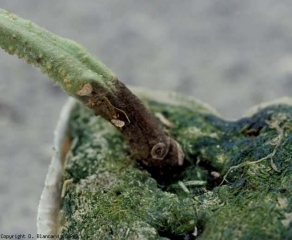 En el cuello de esta planta de tomate cultivada sin suelo se ha desarrollado una erosión húmeda de color marrón oscuro.  <b> <i> Didymella lycopercisi </i> </b> (pie negro con <i> Didymella </i>, <i> Didymella </i> cancro en el cuello)