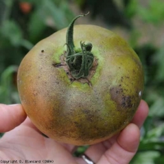 <i> <b> Aculops lycopersici </b> </i> (ácaro rojizo del tomate)