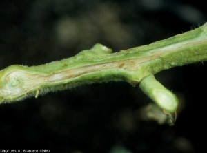 También se observa un pardeamiento vascular más localizado en la parte superior del tallo.  <b> <i> Ralstonia solanacearum </i> </b> (marchitez bacteriana)