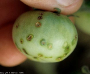 En las porciones más expuestas del fruto del tomate se desarrollan manchas redondeadas de color marrón de 4 a 5 mm de diámetro.  Un halo graso más o menos grande puede rodearlos.  <b> <i> Xanthomonas </i> spp. </b> (costra bacteriana, mancha bacteriana)