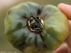 Esta fruta verde está casi completamente podrida.  Ha adquirido un tinte oscuro y aceitoso y las venas marrones son visibles en algunos lugares.  El tejido que rodea el pedúnculo es marrón y un moho rosado emerge de debajo de los sépalos.  <b> <i> Trichothetium roseum </i> </b>