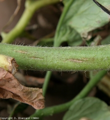 Varias explosiones longitudinales causadas por <b> <i> Clavibacter michiganensis </i> subsp.  <i> michigansensis </i> </b> son visibles en este tallo de tomate.  (cancro bacteriano)