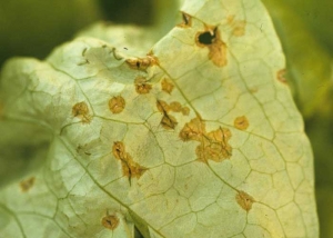 <b> <i> Golovinomyces cichoracearum </i> var. <i> cichoracearum </i> </b> (mildiú polvoriento) en su forma imperfecta comúnmente produce cadenas de conidios hialinos, cilíndricos a doliformes (25-45 x 14-26 µm), localizados al final de conidióforos cortos.