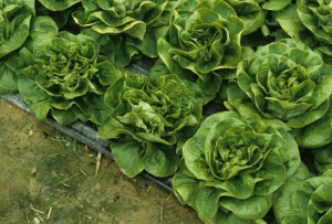 El  <i><b>Mirafiori lettuce big-vein virus</b></i> (MLBVV), en el origen de la deformación de las hojas del corazón, modifica significativamente el aspecto y el hábito de la lechuga afectada.