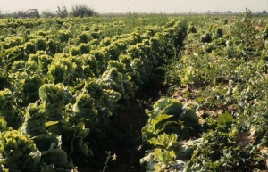 Las altas temperaturas registradas durante el verano son la causa del inicio temprano del corrido de estas lechugas. 