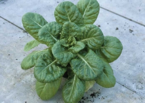 El tipo de cepa <b>LMV 0</b> no causa ningún síntoma discernible en esta variedad de lechuga resistente. <b><i>Lettuce mosaic virus</i></b>, LMV