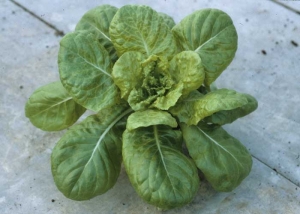 La cepa de tipo <b> LMV 1 </b> evita la resistencia e induce el adelgazamiento de las venas y un mosaico amarillo de las hojas del corazón. <b><i>Lettuce mosaic virus</i></b>, LMV