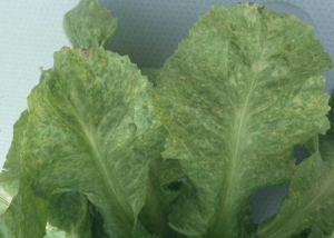 La variabilidad morfológica de las lesiones cloróticas se destaca bien en estas dos hojas de ensalada.  Son pequeños, a veces circulares. <b><i>Turnip mosaic virus</i></b>, TuMV.