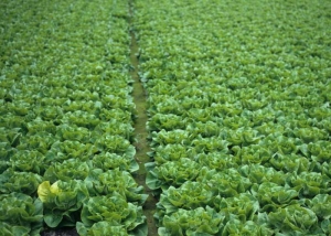 En este cultivo de lechuga, solo una planta aislada está afectada por un <b> defecto genético </b>. 