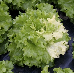 Algunas hojas de un lado de esta ensalada están completamente descoloridas. <b> Anomalía genética (Abigarramiento) </b> 