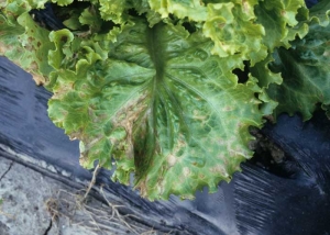 Phytotoxicite193