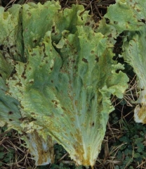 Las manchas pueden estar distribuidas por todo el limbo; en general, tienden a ubicarse en la base del limbo. <b> <i> Microdochium panattonianum </i> </b> (antracnosis).