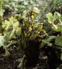 En algunas situaciones, las hojas se rompen y las ensaladas parecen derretirse.
<b> Bacterias varias </b> 