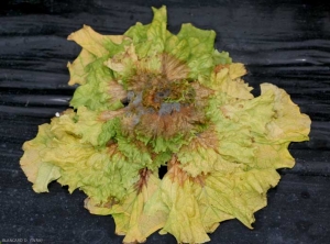 Botrytis_salade_DB_675