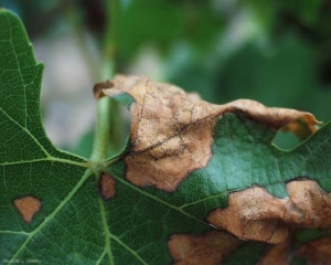 Los picnidios de la forma imperfecta de <b> <i> Guignardia bidwellii </i> </b> salpican las lesiones necróticas de esta hoja.