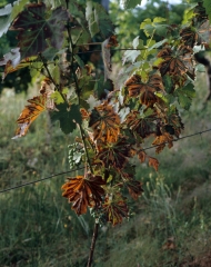 Síntoma de <b> Esca </b> en una planta de vid joven: <b> Esca </b>.