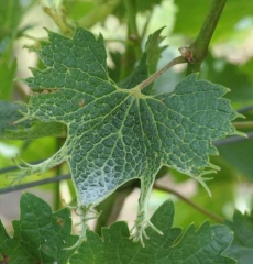 La déformation foliaire liée à une <b>Phytotoxicité</b> s'exprime surtout à la périphérie du limbe de cette feuille de vigne. Par endroits, ce dernier présente des excroissances modifiant sa forme.