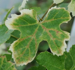 La feuille présente des décolorations de couleur claires sur son pourtour. On peut observer une nécrose des nervures : <b>Phytotoxicité</b>