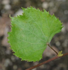 Cette feuille de vigne présente des 'dentelures' à son pourtour : Phytotoxicité